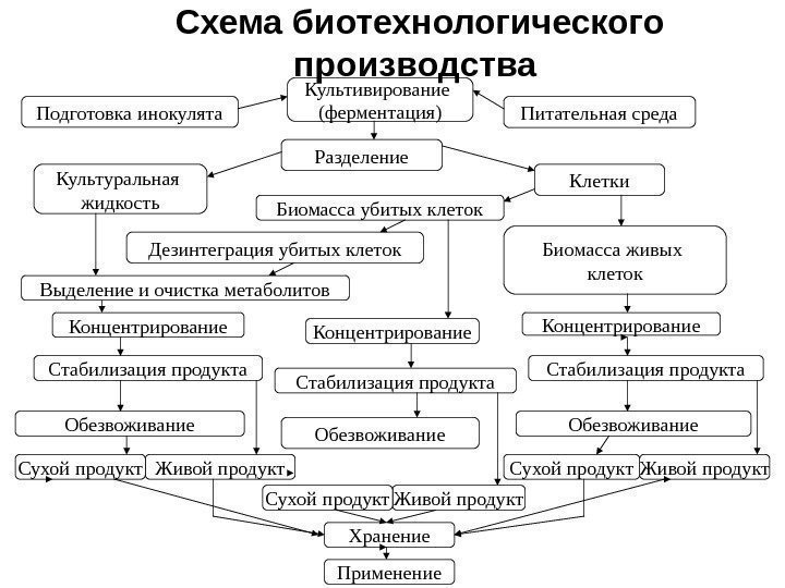 Питательная среда Разделение Культуральная жидкость Клетки Концентрирование. Выделение и очистка метаболитов Дезинтеграция убитых клеток