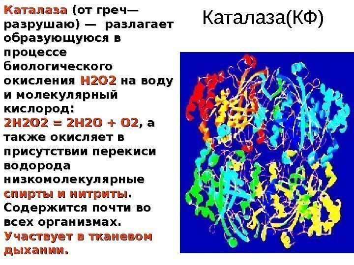 Активность каталазы