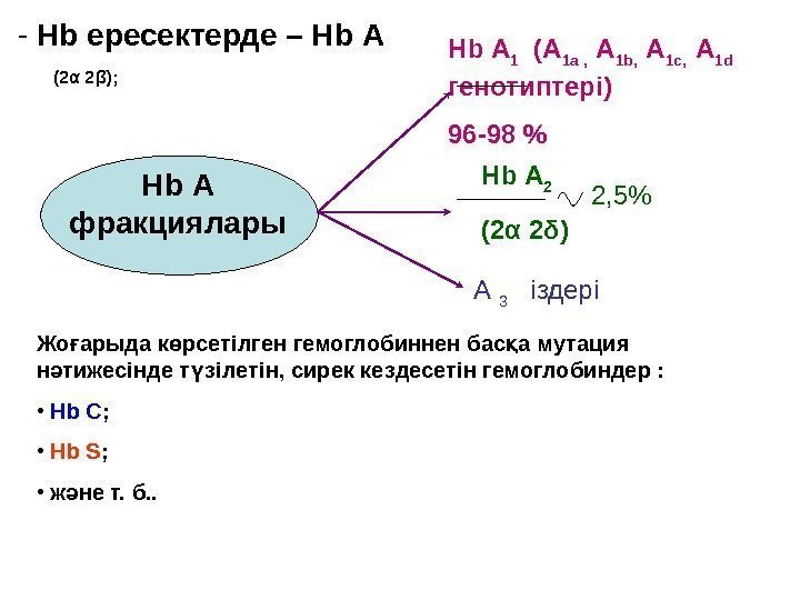 - Hb ересектерде – Hb  A  (2α 2β); Hb  A 