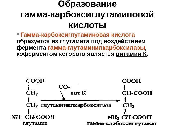 Образование гамма-карбоксиглутаминовой кислоты  Гамма-карбоксиглутаминовая кислота  образуется из глутамата под воздействием фермента гамма-глутаминилкарбоксилазы