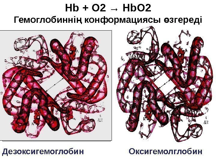 Дезоксигемоглобин Оксигемолглобин. Hb + O 2  → Hb. O 2 Гемоглобинні конформациясы згередің