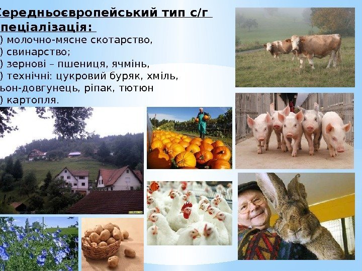  Середньоєвропейський тип с/г спеціалізація:  1) молочно-мясне скотарство,  2) свинарство;  3)