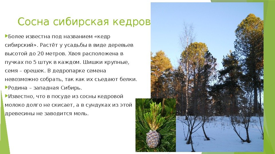 Сосна сибирская кедровая Более известна под названием «кедр сибирский» . Растёт у усадьбы в
