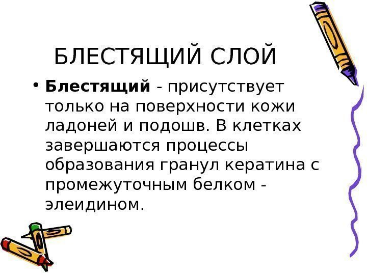 БЛЕСТЯЩИЙ СЛОЙ • Блестящий - присутствует только на поверхности кожи ладоней и подошв. В