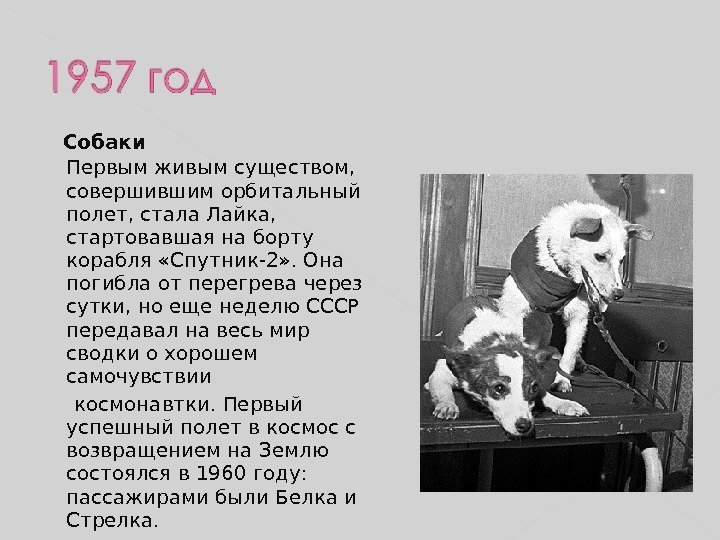   Собаки Первым живым существом,  совершившим орбитальный полет, стала Лайка,  стартовавшая