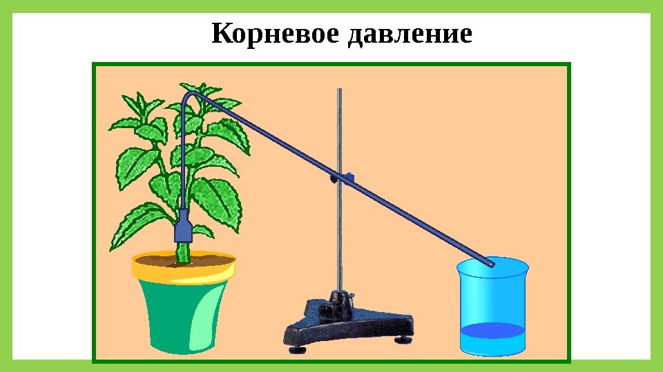 Корневое давление 