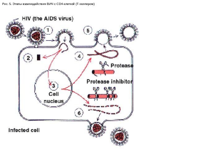 Рис. 5. Этапы взаимодействия ВИЧ с CD 4 -клеткой (Т-хелпером) 
