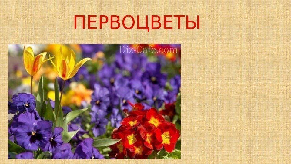 ПЕРВОЦВЕТЫ 