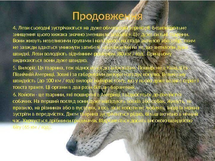 Продовження 4. Леви сьогодні зустрічаються на дуже обмеженій території. Безконтрольне знищення цього хижака значно