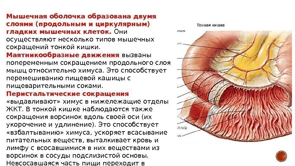 Мышечная оболочка желудка. Мышечная оболочка тонкой кишки. Строение мышечной оболочки тонкого кишечника. Слои мышечной оболочки тонкой кишки. Мышечный слой ободочной кишки.