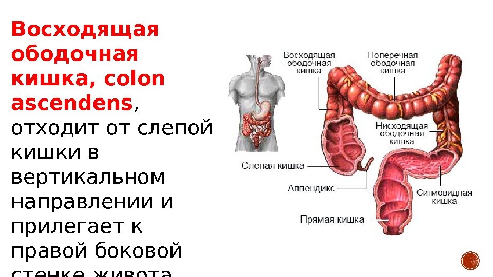 Где находится сигма. Оболочки сигмовидной кишки. Сигмовидный отдел ободочной кишки. Сигмовидная кишка анатомия человека. Сигмовидная и прямая кишка анатомия.