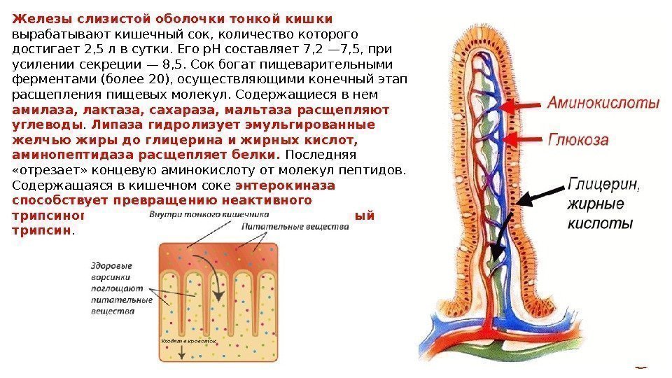 Сок кишечной железы. Железы тонкого кишечника строение. Железы слизистой оболочки тонкой кишки. Железами слизистой оболочки тонкой кишки вырабатывается. Строение слизистой оболочки кишечника.