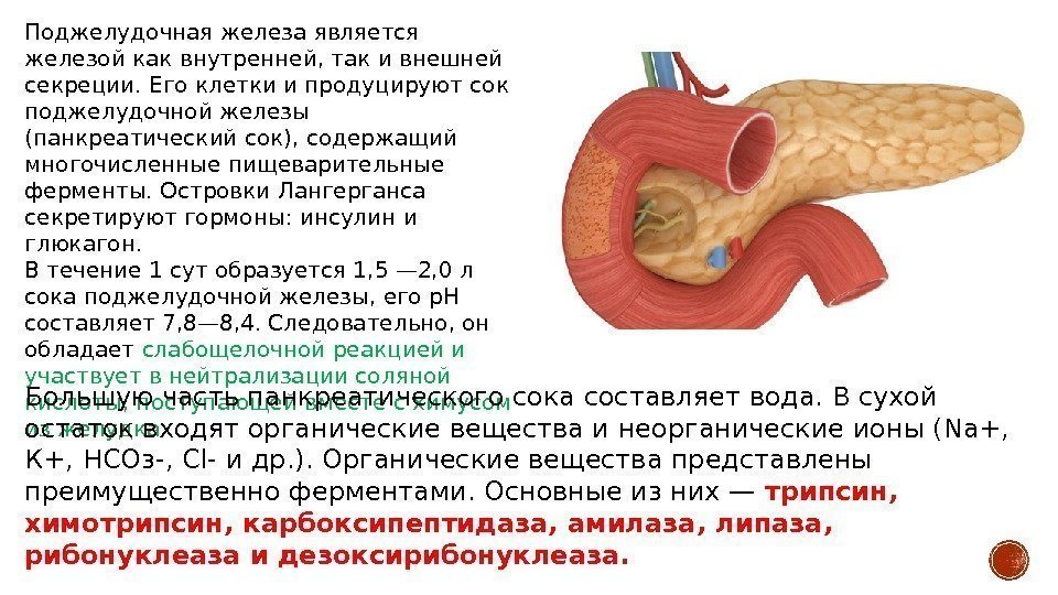 Железа является. Физиология поджелудочной железы. Строение и физиология поджелудочной железы. Поджелудочная железа кратко. Физиология поджелудочной железы кратко.