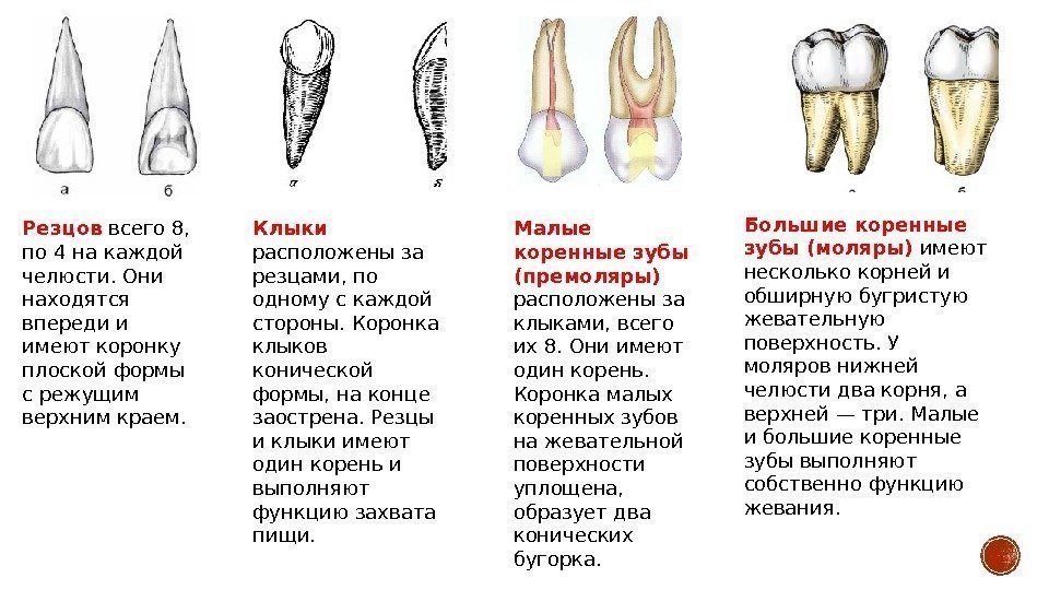 Какой клык. Строение зубов зубная формула анатомия. Строение резца зуба. Резцы клыки премоляры моляры анатомия. Зубы анатомия резцы клыки.