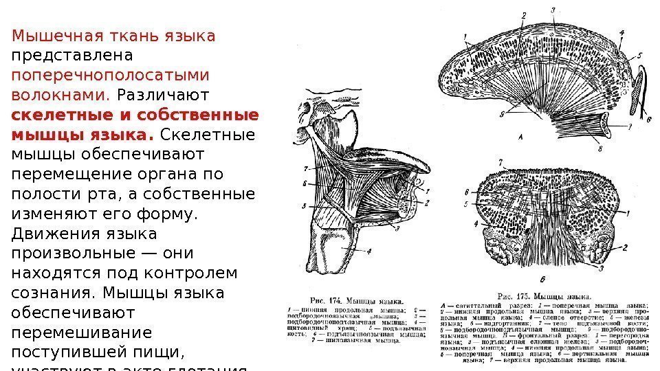 Мышцы языка схема