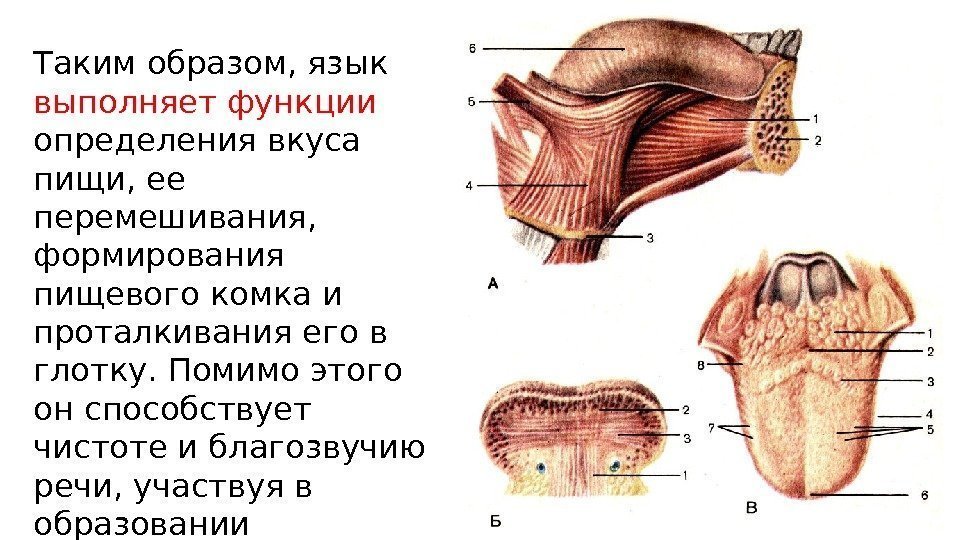 Язык образов