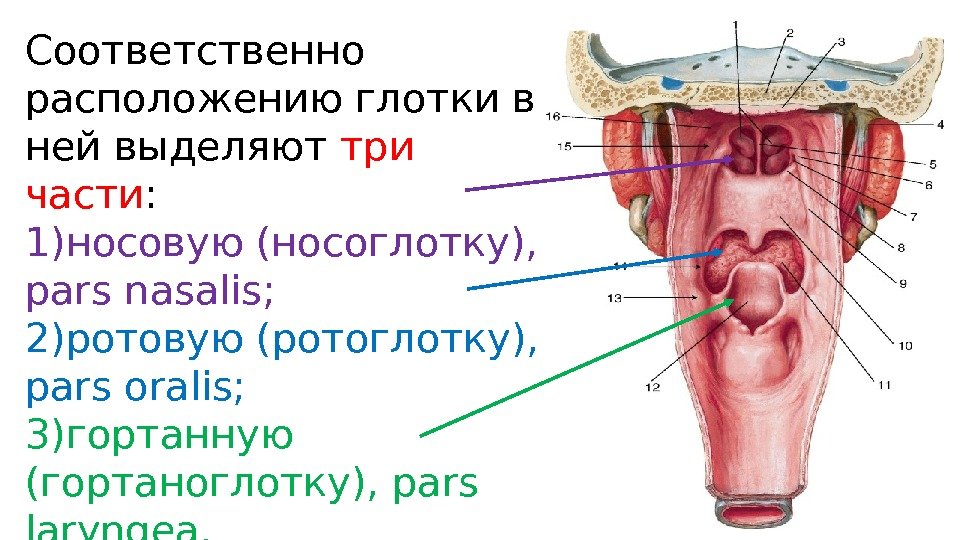 Глотка рисунок с обозначениями