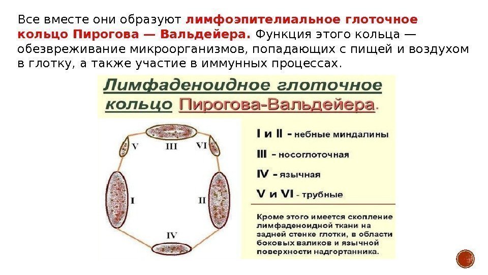 Составить схему лимфоидного кольца указать парные и непарные миндалины