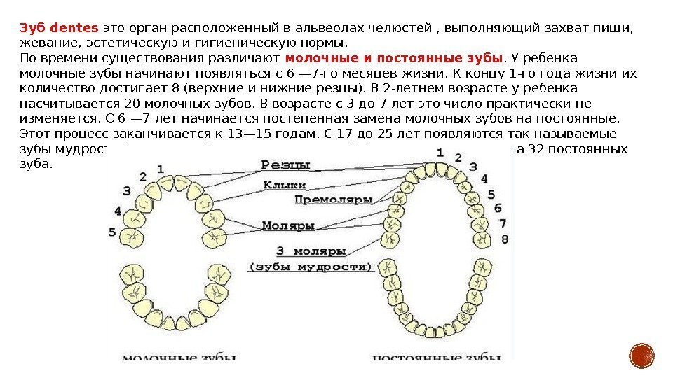 Какой зуб отвечает за какой орган схема