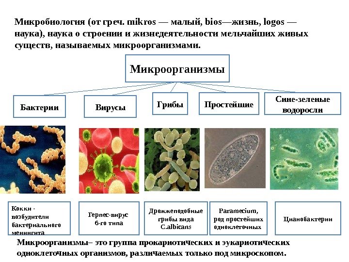 Микробиология (отгреч. mikros—малый, bios—жизнь, logos— наука), наукаостроенииижизнедеятельностимельчайшихживых существ, называемыхмикроорганизмами. Микроорганизмы Бактерии Вирусы Грибы Простейшие