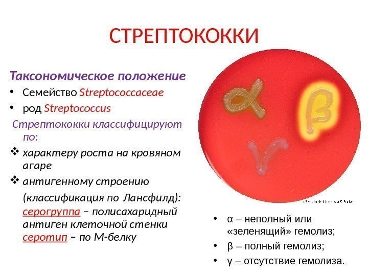 СТРЕПТОКОККИ Таксономическое положение • Семейство Streptococcaceae • род  Streptococcus  Стрептококки классифицируют по: