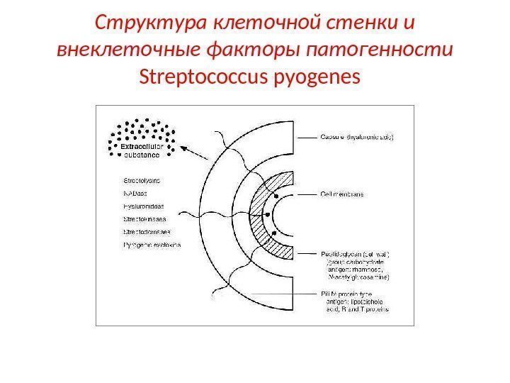 Структура клеточной стенки и внеклеточные факторы патогенности Streptococcus pyogenes  