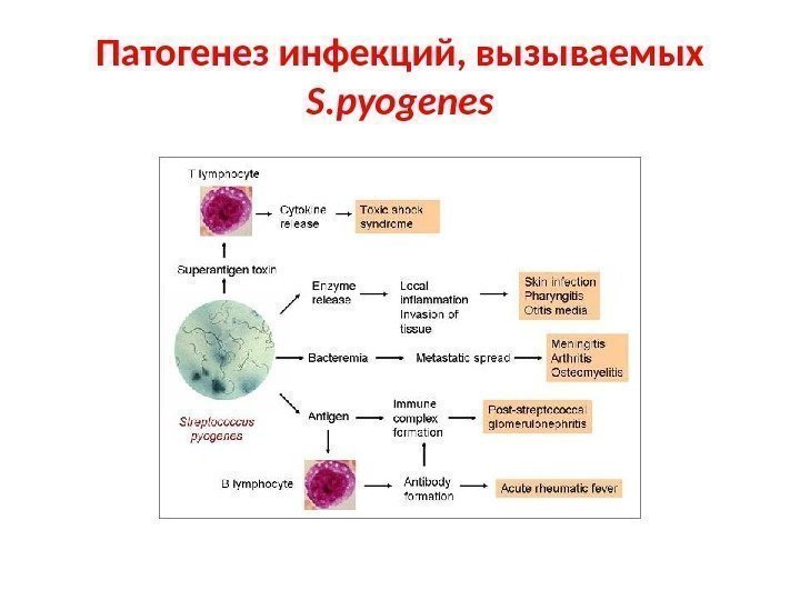 Патогенез инфекций, вызываемых S. pyogenes 
