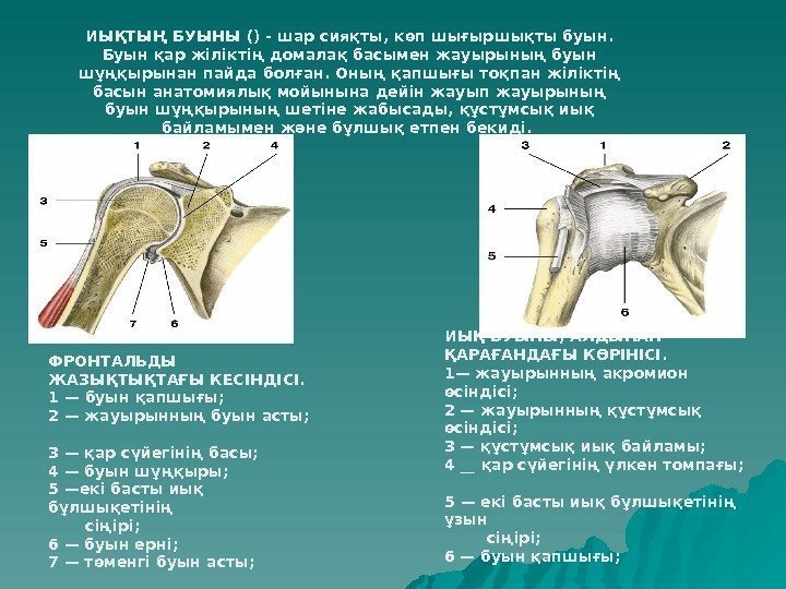 ФРОНТАЛЬДЫ ЖАЗЫҚТЫҚТАҒЫ КЕСІНДІСІ.  1 — буын қапшығы;  2 — жауырынның буын асты;