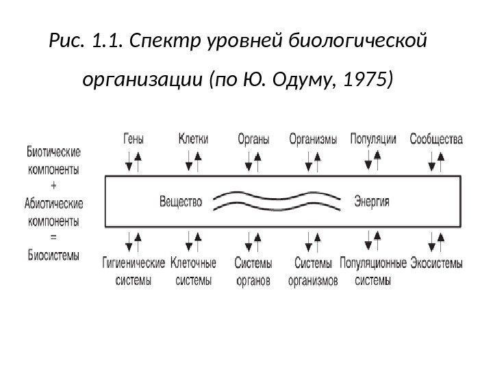 Спектральные уровни. Спектр уровней организации жизни. Уровни биологической организации по Одуму. Спектр биология. Спектр схема.