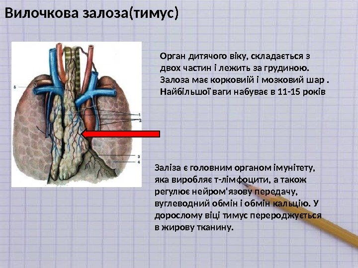 Вилочкова залоза(тимус) Орган дитячого віку, складається з двох частин і лежить за грудиною. 