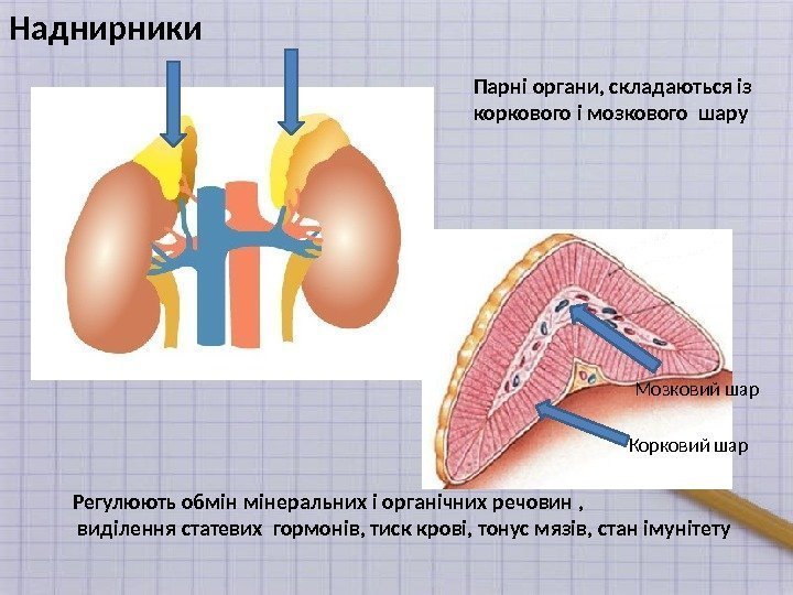 Наднирники Парні органи, складаються із коркового і мозкового шару Регулюють обмін мінеральних і органічних