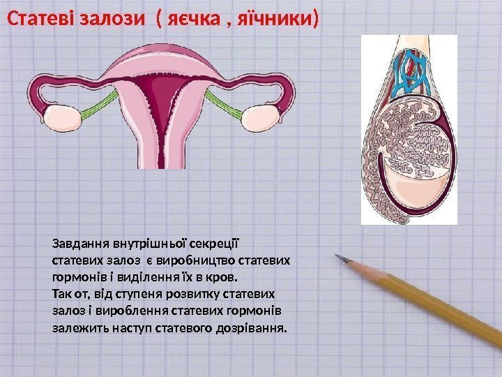 Статеві залози ( яєчка , яїчники) Завдання внутрішньої секреції  статевих залоз є виробництво