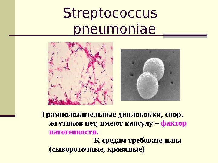 Streptococcus pneumoniae Грамположительные диплококки, спор,  жгутиков нет, имеют капсулу – фактор патогенности. 