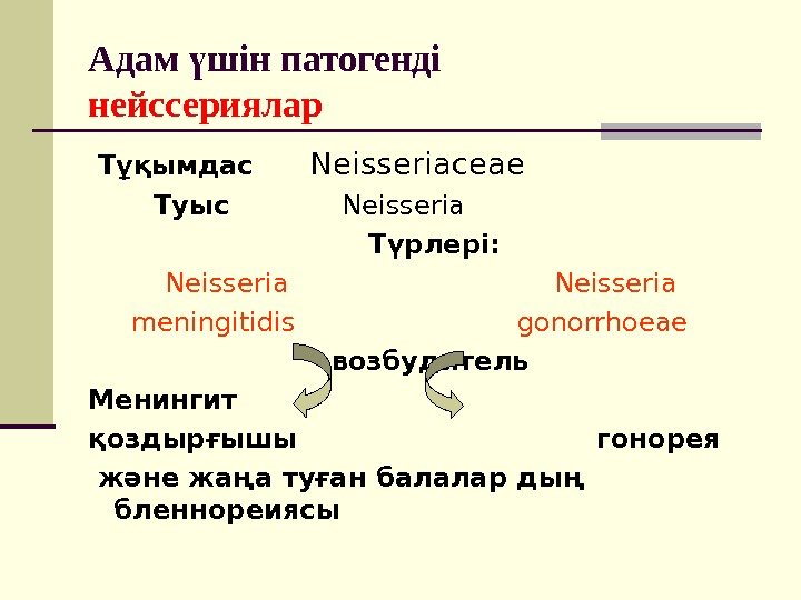 Адам шін патогендіү   нейссериялар  Тұқымдас   Neisseriaceae   Туыс