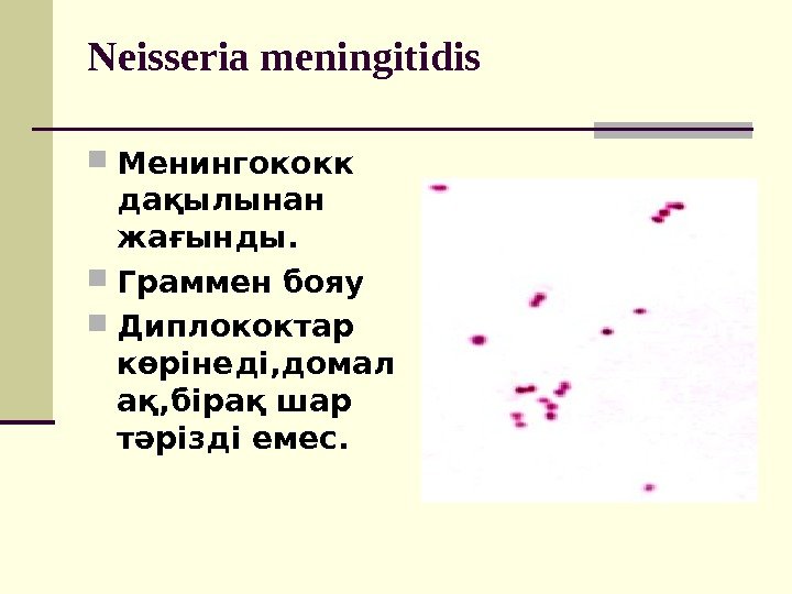 Neisseria meningitidis Менингококк дақылынан жағынды.  Граммен бояу Диплококтар көрінеді, домал ақ, бірақ шар