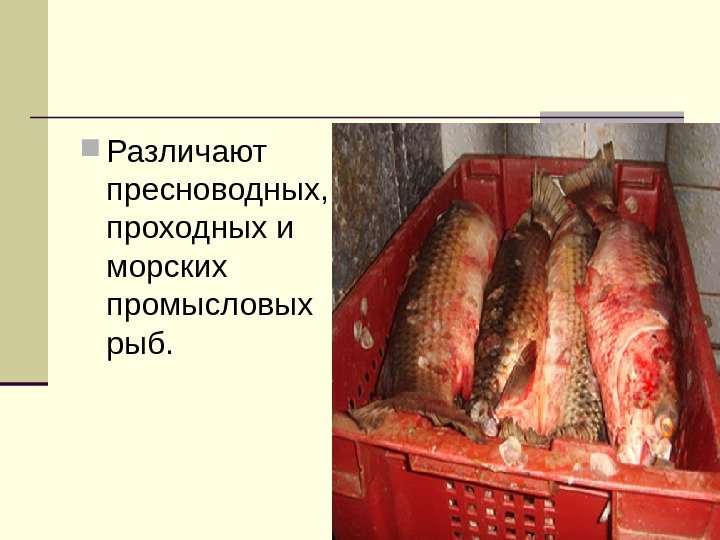  Различают пресноводных,  проходных и морских промысловых рыб. 