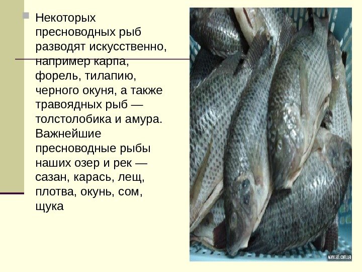 Некоторых пресноводных рыб разводят искусственно,  например карпа,  форель, тилапию,  черного