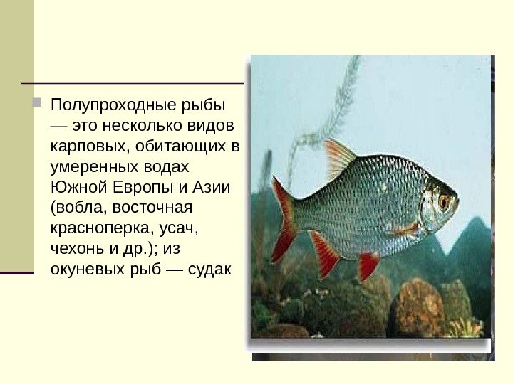  Полупроходные рыбы — это несколько видов карповых, обитающих в умеренных водах Южной Европы