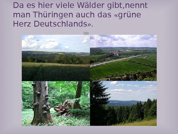 Da es hier viele Wälder gibt, nennt man Thüringen auch das  « grüne
