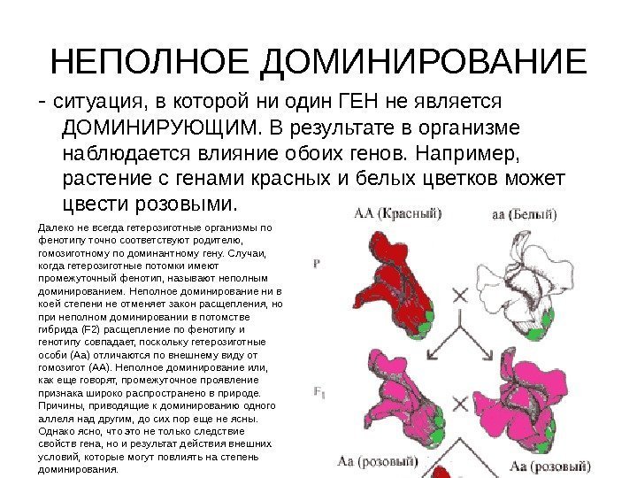 Неполное доминирование у человека. Неполное доминирование это в генетике. Расщепление признаков при неполном доминировании. Неполное доминирование характеристик в генетики. Понятие неполное доминирование.