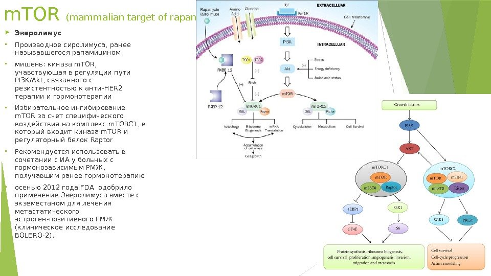 m. TOR (mammalian target of rapamicin) Эверолимус  • Производное сиролимуса, ранее называвшегося рапамицином