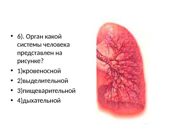  • 6). Орган какой системы человека представлен на рисунке?  • 1)кровеносной •