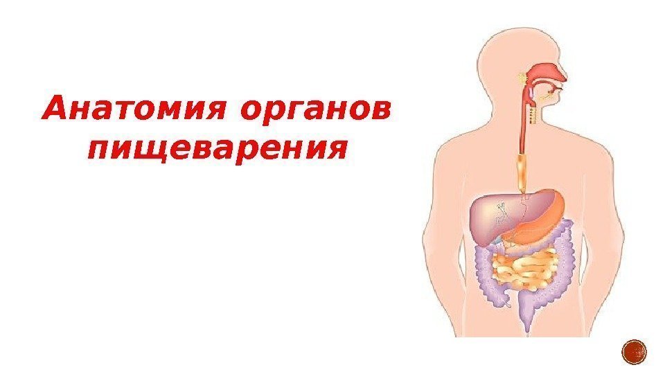 Анатомия органов пищеварения 