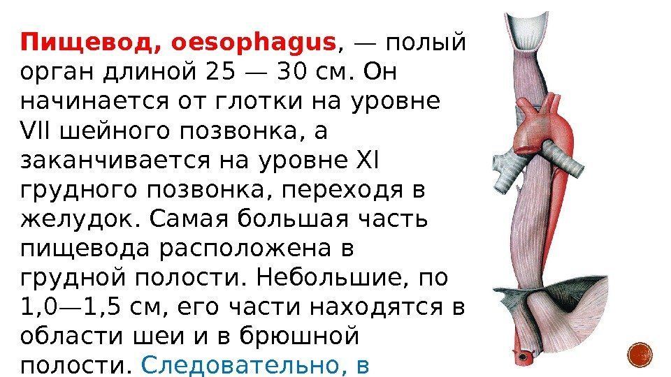 Пищевод, oesophagus , — полый орган длиной 25 — 30 см. Он начинается от