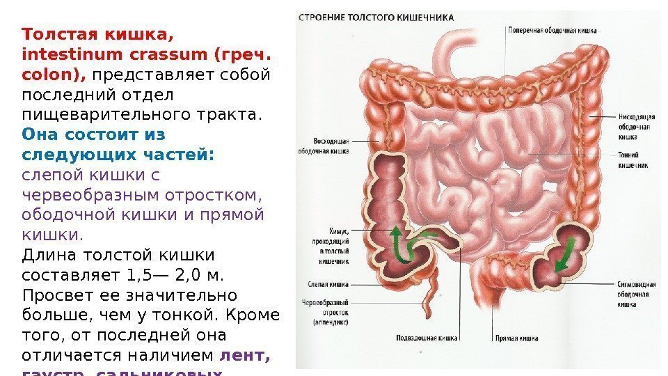Толстая кишка,  intestinum crassum (греч.  colon),  представляет собой последний отдел пищеварительного