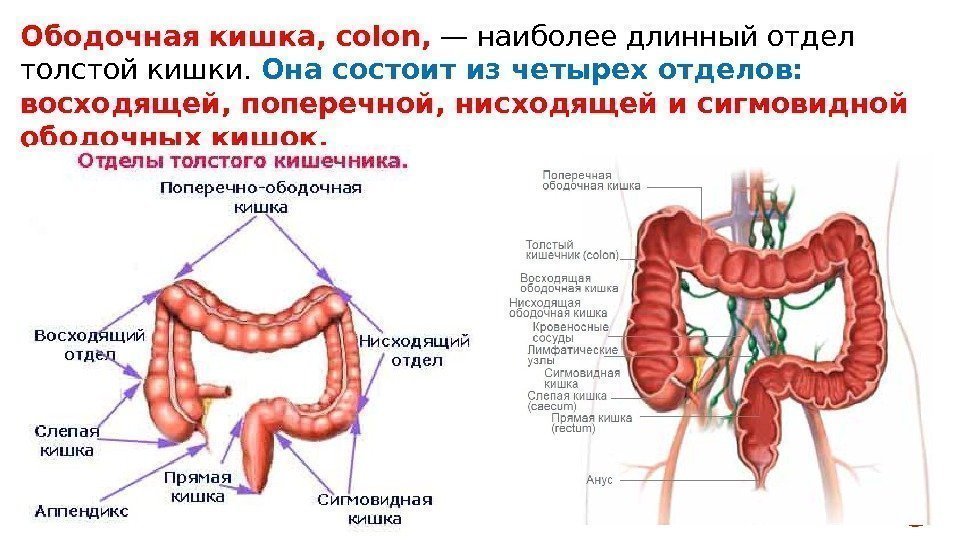 Ободочная кишка, colon,  — наиболее длинный отдел толстой кишки.  Она состоит из