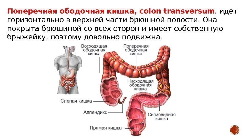 Поперечная ободочная кишка, colon transversum , идет горизонтально в верхней части брюшной полости. Она