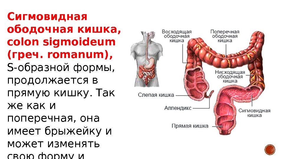Сигмовидная ободочная кишка,  colon sigmoideum (греч. romanum),  S-образной формы,  продолжается в