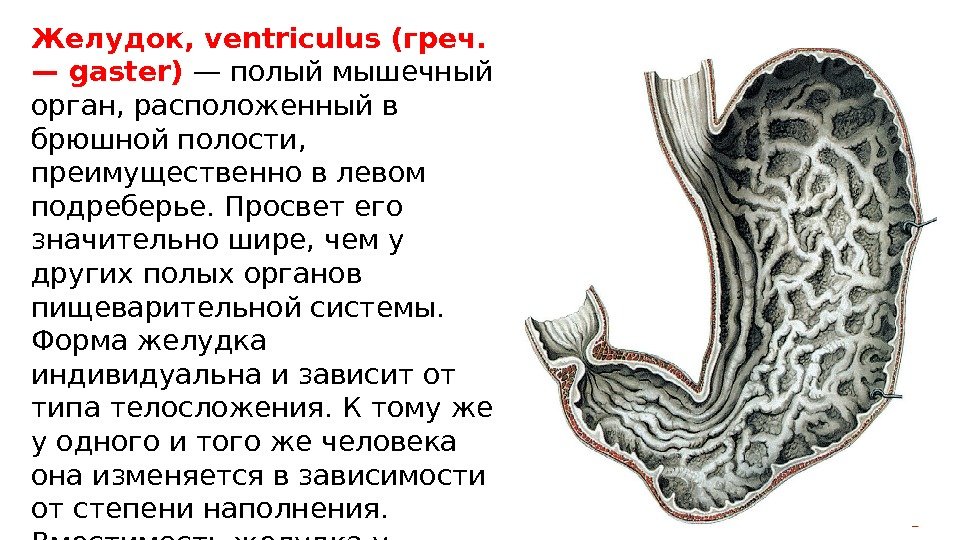 Желудок, ventriculus (греч.  — gaster) — полый мышечный орган, расположенный в брюшной полости,