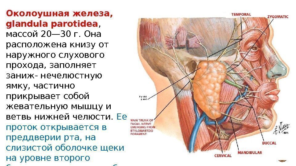 Околоушная железа,  glandula parotidea ,  массой 20— 30 г. Она расположена книзу